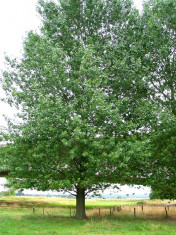 PLOP CANADIAN - Populus euramericana - 3.5 lei foto