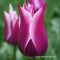 LALELE liliaflora - CLAUDIA - bulbi marime 11/12 cu 6 Ron 10 bucati