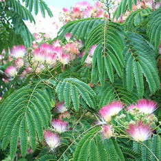 Albizia julibrissin &amp;amp;ndash; arborele de matase, mimoza- 15 lei foto