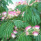 Albizia julibrissin &amp;ndash; arborele de matase, mimoza- 15 lei