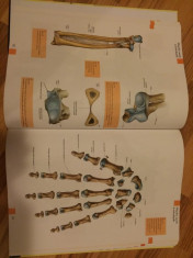 Atlas anatomie foto