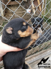 vand catei rottweiler masculi foto