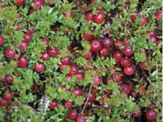 AFIN, CRANBERRY - Vaccinium macrocarpon &amp;#039;Pilgrim&amp;#039; - 13 lei foto