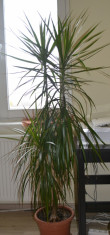 Dracena 160cm foto