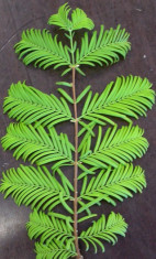 Metasequoia glyptostroboides foto