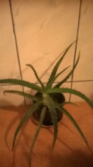 aloe vera foto