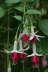 fuchsia foto