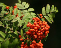 SCORUS - Sorbus aucuparia 120-160 cm foto