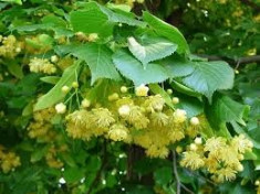 TEI - Tilia plathyphyllos 90-120 cm foto