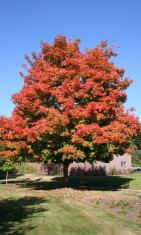 ARTAR DE ZAHAR - Acer Saccharum foto