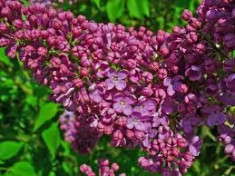 LILIAC - Syringa vulgaris foto