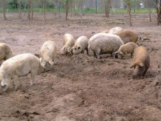 Vand porci si purcelusi rasa mangalica, carne cu putin colesterol foto