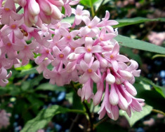 LILIAC TRANSILVANEAN - Syringa josikea foto