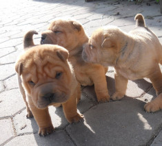 Vand catei Shar-pei foto