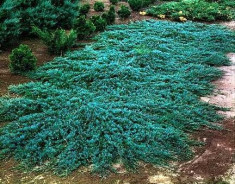 IENUPAR TARATOR - Juniperus horizontalis Wiltonii foto