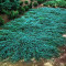 IENUPAR TARATOR - Juniperus horizontalis Wiltonii