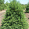 PIN STROB - Pinus strobus