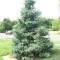 MOLID ALB - Picea glauca