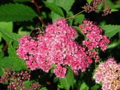 CUNUNITA ROSIE - Spiraea bumalda foto