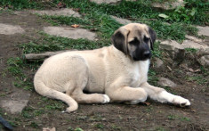 Pui Kangal talie foarte mare foto