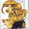 Guineea ,1995 , ciuperci colita perforata stampilata