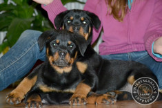 Rottweiler de vanzare foto