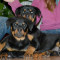 Rottweiler de vanzare