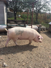 Vand porc de 10 luni !! 130-150 kg. 8,5 lei kg foto