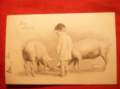 Ilustrata - Copil , porci- circ. 1902 ,autor Theo Stroefer-Hurnberg, Austria foto