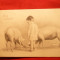 Ilustrata - Copil , porci- circ. 1902 ,autor Theo Stroefer-Hurnberg, Austria