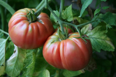 SEMINTE TOMATE GIANT BELGIUM foto