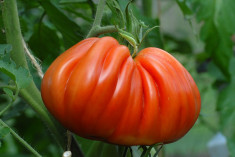 SEMINTE TOMATE INIMA DE BOU ALBENGA foto