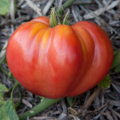 SEMINTE TOMATE INIMA DE BOU ROMANESTI foto