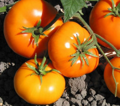 SEMINTE TOMATE PORTOCALII ROMANESTI foto