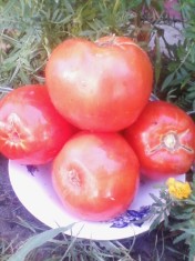 SEMINTE TOMATE ROMANESTI ARAD foto