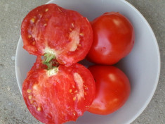 SEMINTE TOMATE TARANESTI NEAMT foto