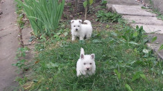 Westie de vanzare foto