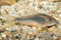 Corydoras aeneus pui foto