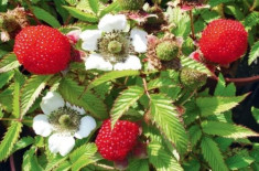 CAPSUN-ZMEUR JAPONEZ - Rubus illecebrosus foto