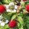 CAPSUN-ZMEUR JAPONEZ - Rubus illecebrosus