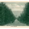 326 - Rm. VALCEA, Alee pe Capela - old postcard - unused