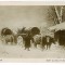 18 - Picture, Th. AMAN - Car cu boi in zapada - old postcard - unused