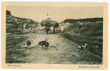 1326 - ETHNIC, Country life - old postcard - unused - 1917, Necirculata, Printata