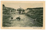 1326 - ETHNIC, Country life - old postcard - unused - 1917