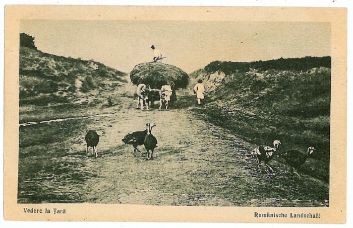 1326 - ETHNIC, Country life - old postcard - unused - 1917