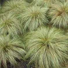 Iarba ornamentala - Carex comans &amp;amp;sbquo;Frosted Curls&amp;amp;rsquo; - 12 lei foto