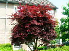 ARTAR JAPONEZ ROSU - Acer palmatum atropurpureum - 25 lei foto