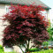 ARTAR JAPONEZ ROSU - Acer palmatum atropurpureum - 25 lei