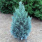 CHIPAROS ALBASTRU Chamaecyparis lawsoniana van Pelt s Blue - 9 lei