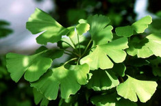 GINKGO - Ginkgo biloba - 15 lei foto